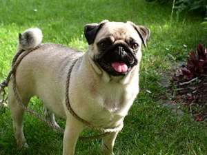 Hunderasse Mops