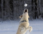 Schneeballschlacht kann zu Gastritis führen‚ © Foto: BfT/Alabiso