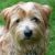 Hunderassen Norfolk Terrier