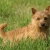 Hunderassen Norwich Terrier