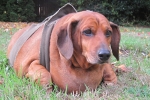 Obie der dicke Dackel
