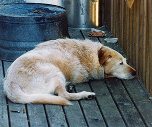 Alter Hund