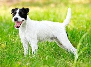 Hunderasse Parson Russell Terrier