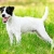 Hunderassen Parson Russell Terrier