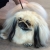 Hunderassen Pekingese