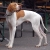 Hunderassen English Pointer