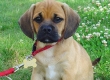 Puggle