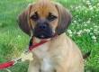 Puggle