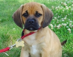 Puggle