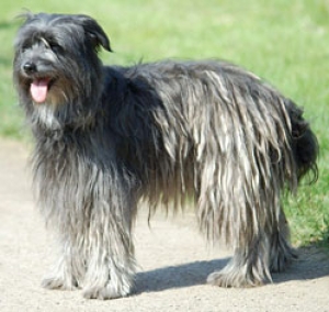 Hunderasse Pyrenäenschäferhund (Berger des Pyrénées)
