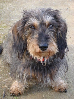 Hunderasse Dachshund, Dackel