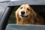 Retriever im Auto