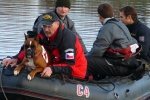 Rettungshund bei der Wassersuche