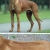 Hunderassen Rhodesian Ridgeback