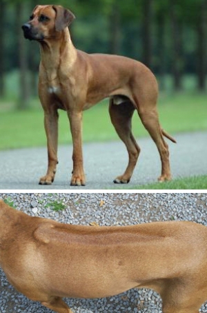 Hunderasse Rhodesian Ridgeback