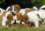 Hundewelpen. © Foto: BfT/ Okapia/imagebroker/PICANI