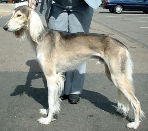 Hunderasse Saluki (Persischer Windhund, Tazi)