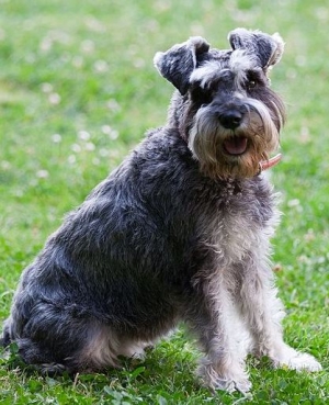 Hunderasse Schnauzer (Mittelschnauzer)