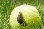 Schnecke auf Tennisball