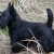 Hunderassen Scottish Terrier