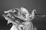 Shake - Fotoserie der schüttelnden Hunde, Foto: Carli Davidson