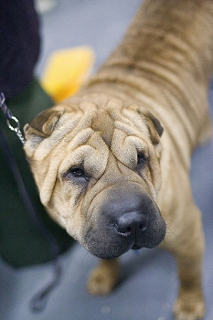 Shar-pei