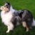 Hunderassen Sheltie (Shetland Sheepdog)