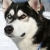 Hunderassen Siberian Husky