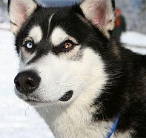 Hunderasse Siberian Husky