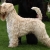 Hunderassen Irish Soft Coated Wheaten Terrier