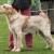 Hunderassen Spinone Italiano (Italienischer Rauhaariger Vorstehhund)