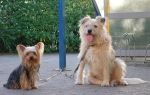 Zwei Hunde vor dem Supermarkt