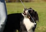 Bordercollie mit Target-Stick