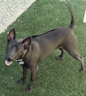 Hunderasse Thai Ridgeback