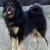 Hunderassen Do Khyi (Tibetmastiff, Tibet-Dogge)