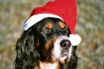 Weihnachtsgeschenk Hund: Umtausch ausgeschlossen‚ © Foto: Tipsymaus  / pixelio.de