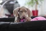 Weimaraner Welpe auf Sofa