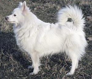 Hunderasse Großspitz