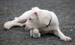 Dogo Argentino