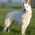 Hunderassen Weißer Schweizer Schäferhund (Berger Blanc Suisse)