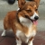 Hunderassen Welsh Corgi Pembroke