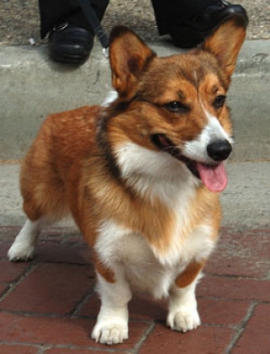 Hunderasse Welsh Corgi Pembroke
