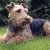 Hunderassen Welsh Terrier