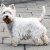 Hunderassen West Highland White Terrier