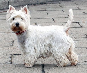 Hunderasse West Highland White Terrier