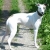 Hunderassen Whippet