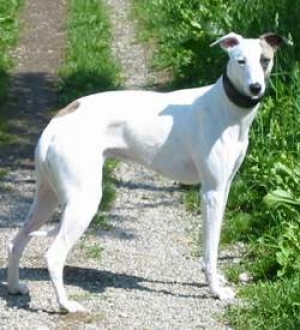 Hunderasse Whippet