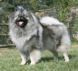 Hunderasse Wolfsspitz