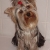 Hunderassen Yorkshire Terrier