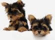 Yorkshire Terrier Welpen